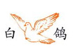 白鴿